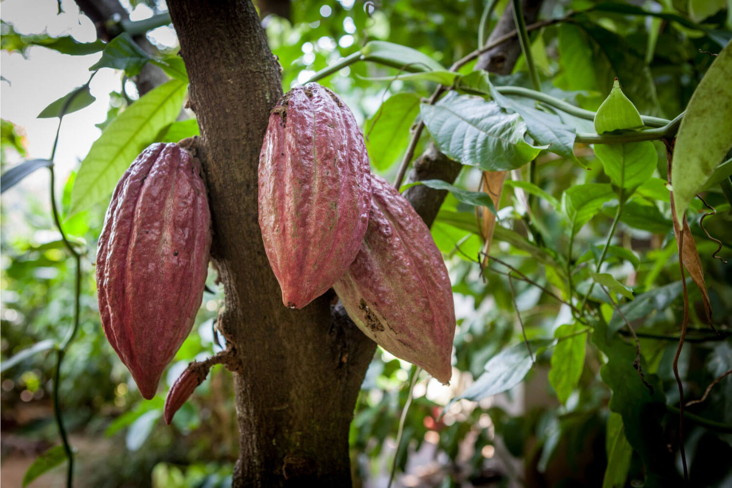 Cacao fruit kist 3 kilogram 2